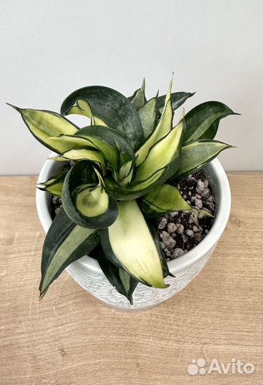 Сансевиерия Ханни Страйкер