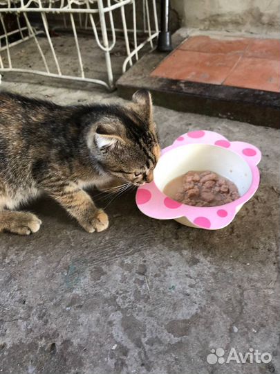 Котенок девочка