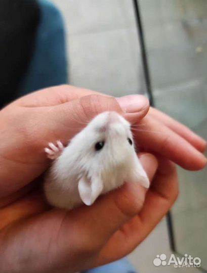 Джунгарский хомяк