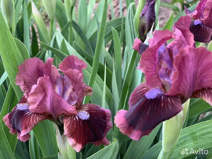 Ирисы карликовые Кайо