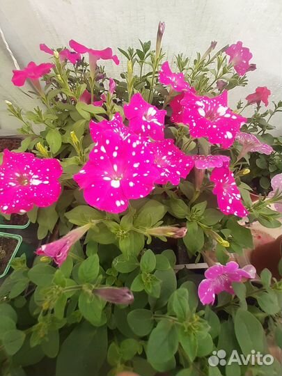 Вегетативная петуния