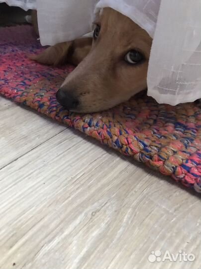 Щенок в добрые руки