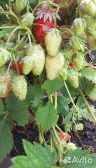 Усы Земклуники Купчиха