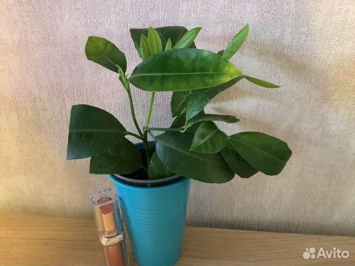 Цитрусовые растения