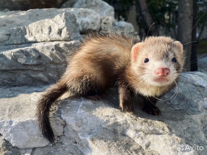 Хорек, хорьки малыши