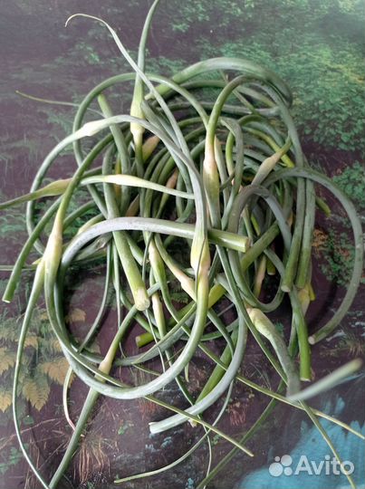 Молодые стрелки чеснока