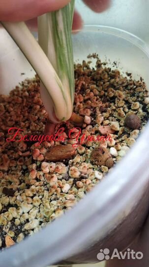 Монстера Альба