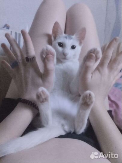 Кошечка в добрые руки