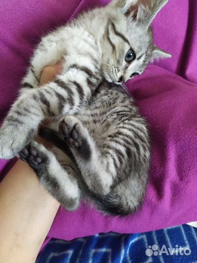 Котята домашние метис британки