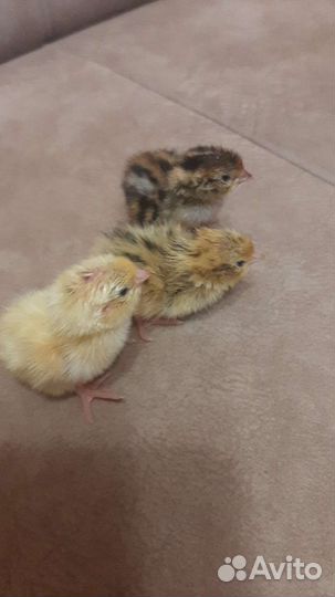 Перепела продажа