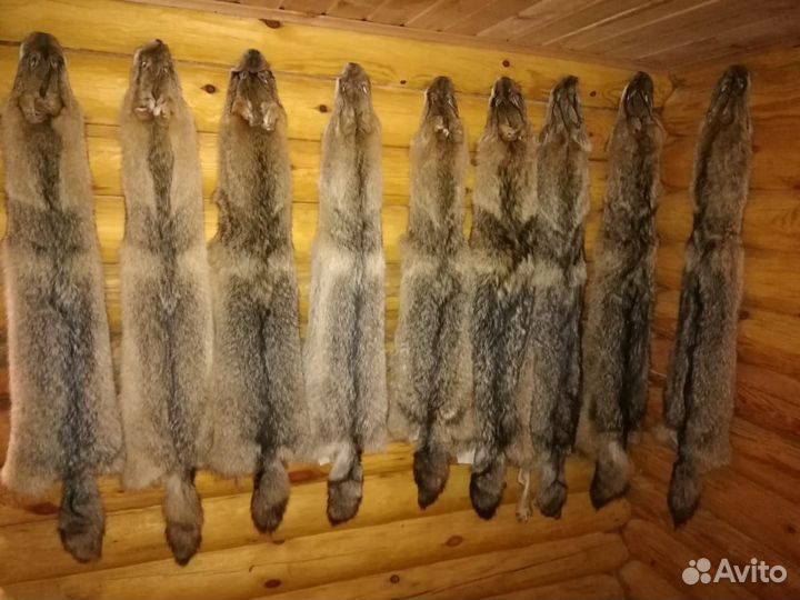 Шкуры степного волка