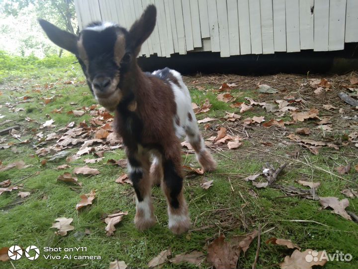 Камерунские козлята
