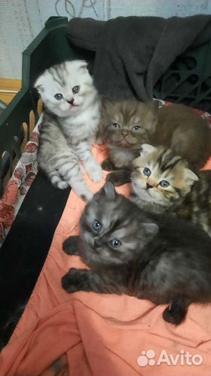 Шотландские котята