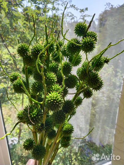 Букеты из ежеголовника