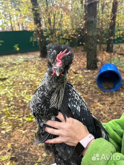 Петухи молодые