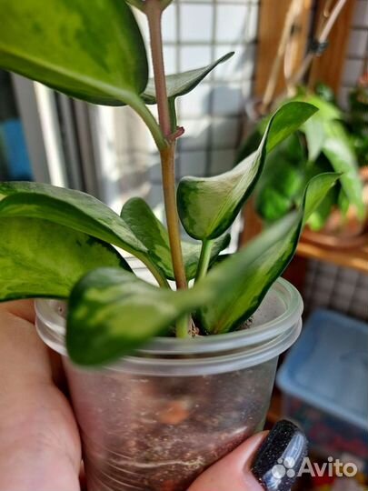 Хойи вариегатные