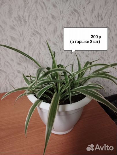 Хлорофитум, герань, диффенбахия,традескация