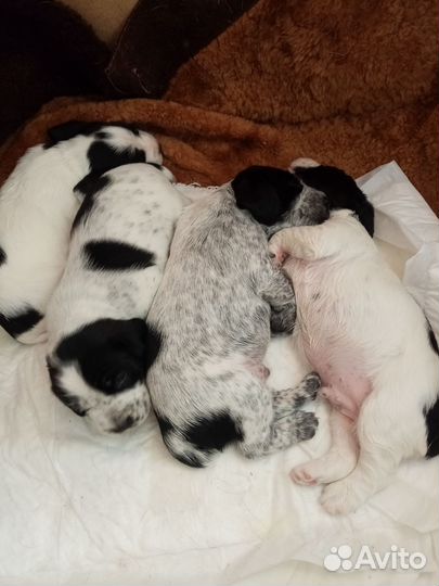 Русский охотничий спаниель щенки