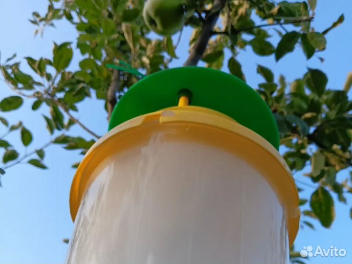 Феромонная ловушка