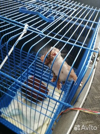 Норка, соболь, хорёк, ласка с доставкой по РФ