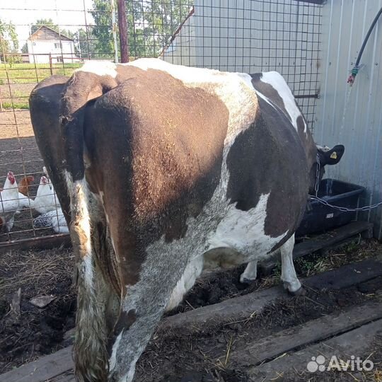 Корова дойная