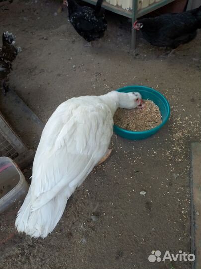 Индоутки тяжелой линии