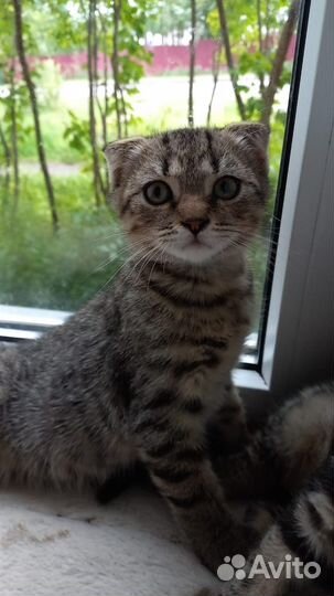 Шотландские котята