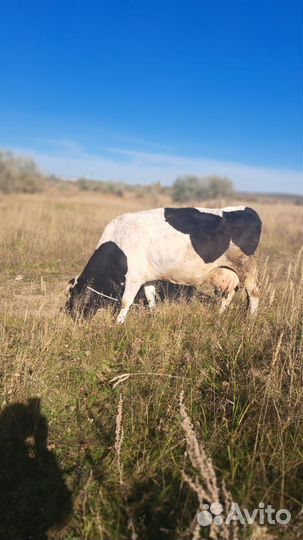 Коровы дойные молочные