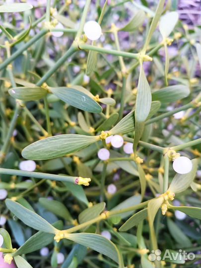 Софора Японская - Омела Белая