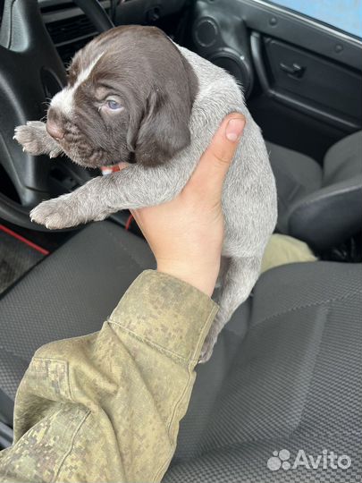 Щенки курцхаара