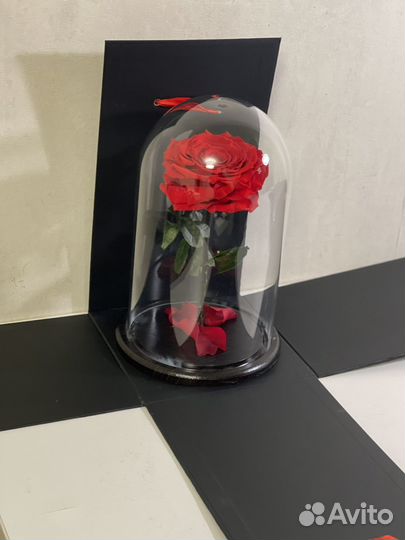 Живая роза В стеклянной колбе