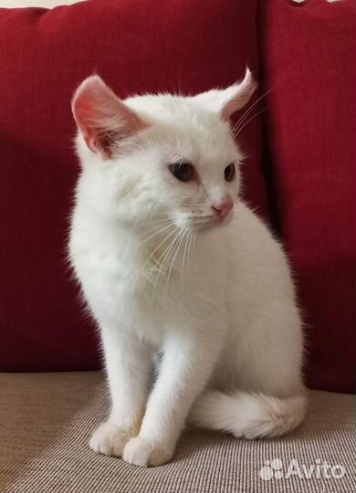 Котенок-девочка в добрые руки