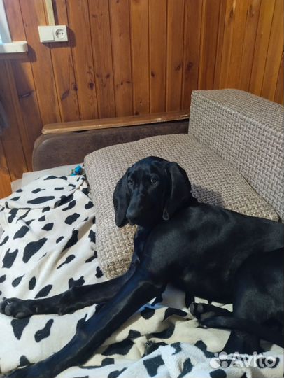 Гасконская гончая