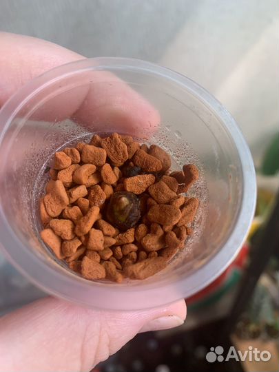 Алоказия аргентея