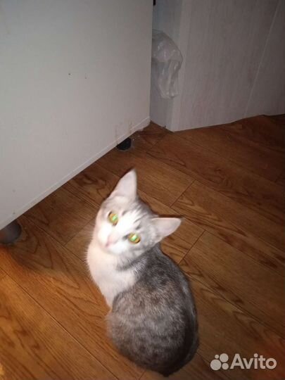 Котята отдам бесплатно
