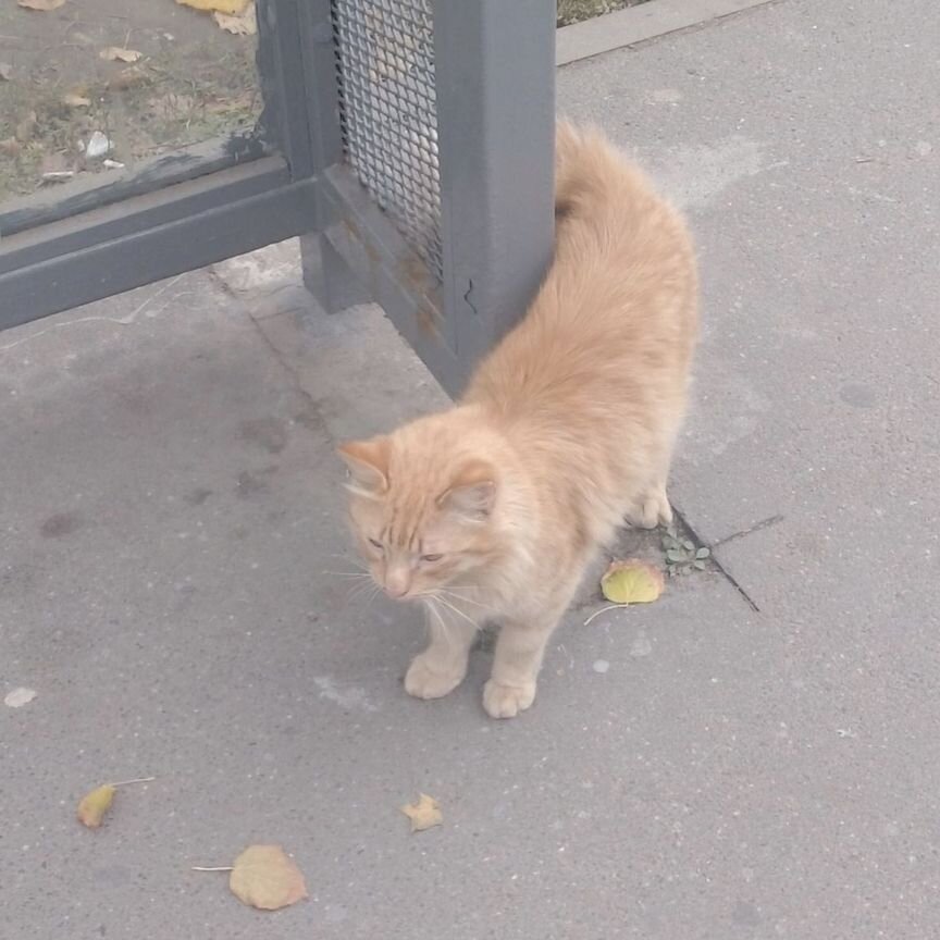 Кот домашний живёт у остановки в добрые руки