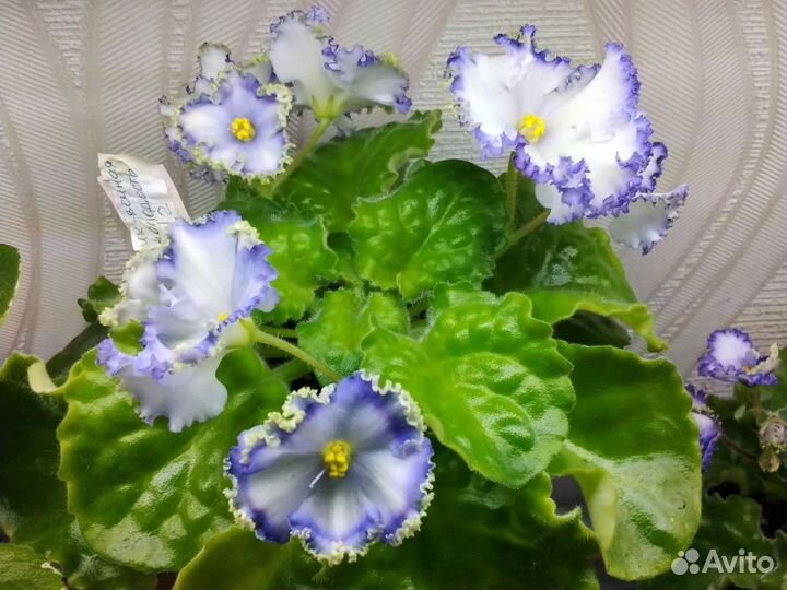 Продажа фиалок