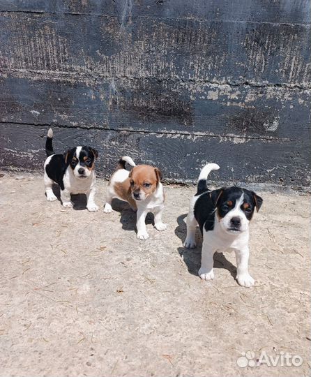 Щенки джек рассел терьер