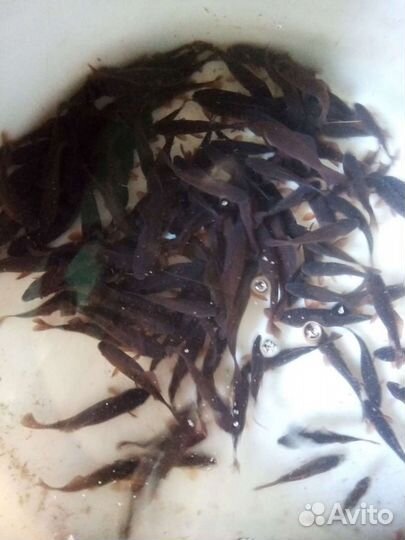 Живец карась