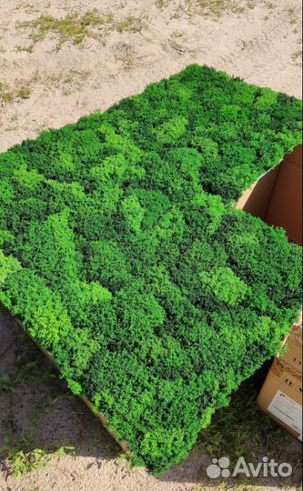 Стабилизированный мох готовые панно 25х50см