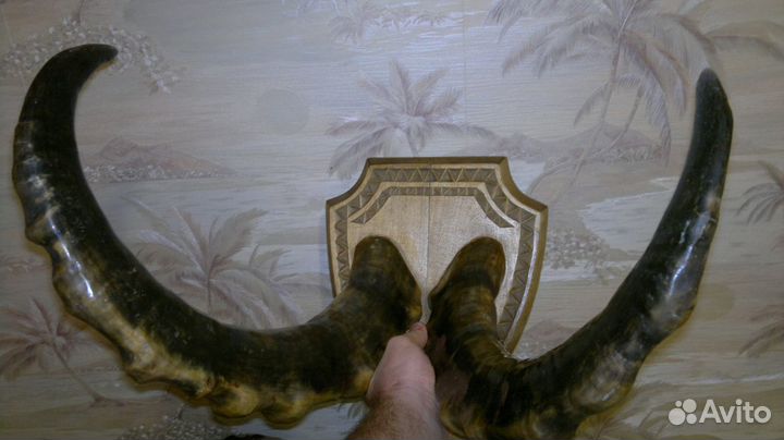 Рога горного барана