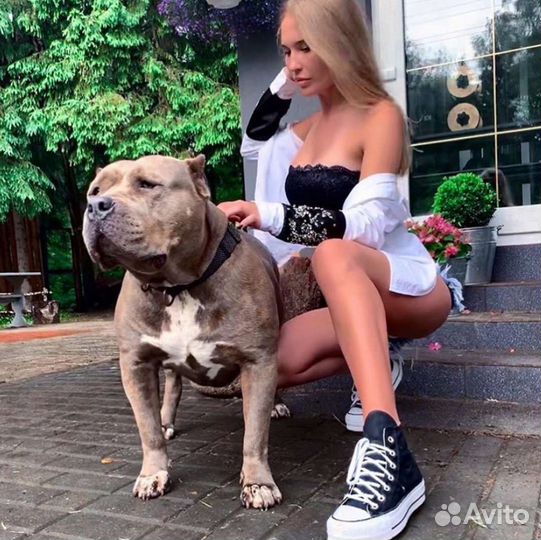 Питбуль XXL вязка