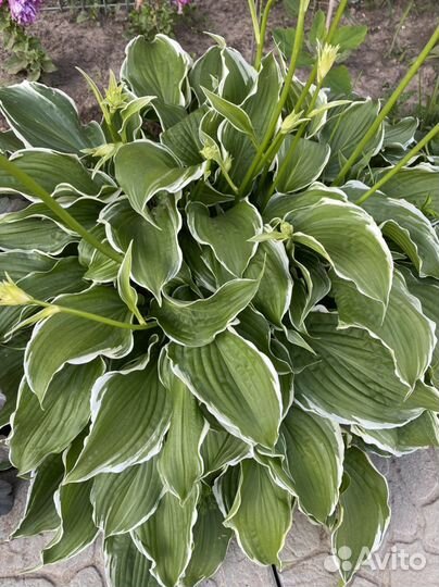 Хоста растение