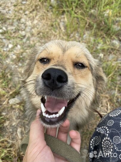 Малышка Флаффи в добрые руки