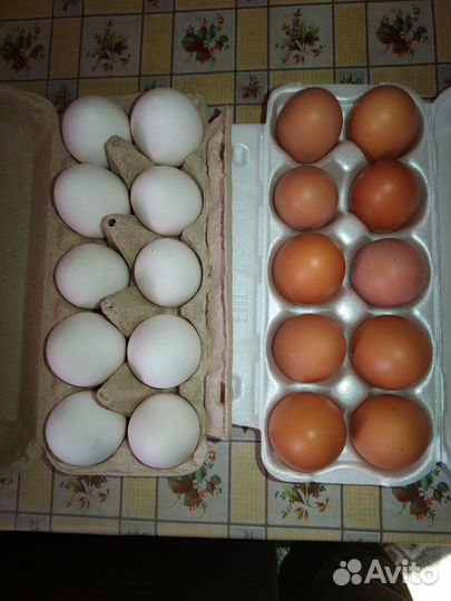 Домашние куриные яйца