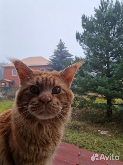 Кот мейн-кун вязка