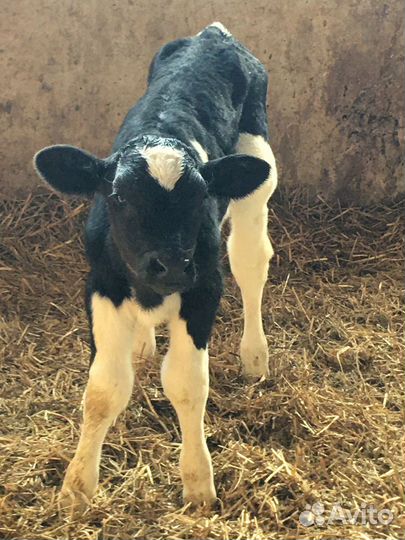 Телята бычки на откорм бесплатная доставка