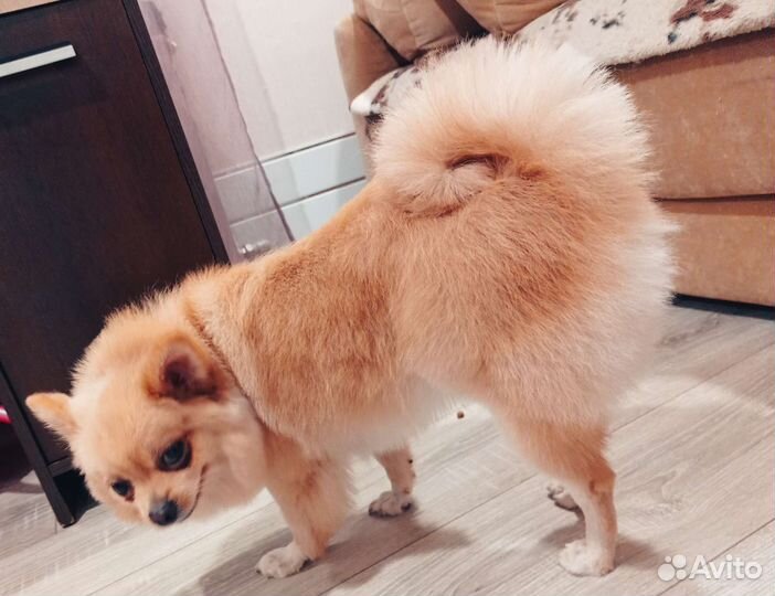 Груминг (стрижка собак и кошек) только выезд