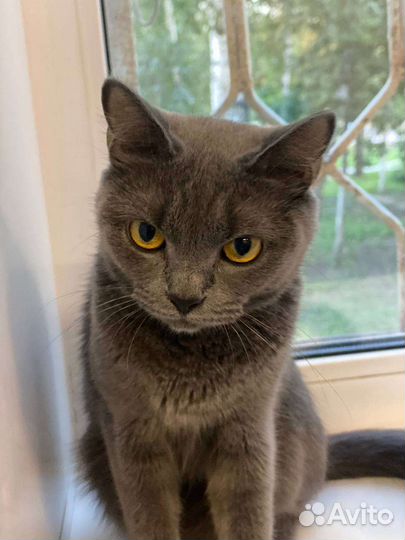 Кошечка ищет дом