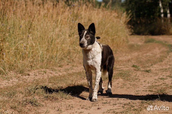 Собака в добрые руки помесь есть с бордель- колли